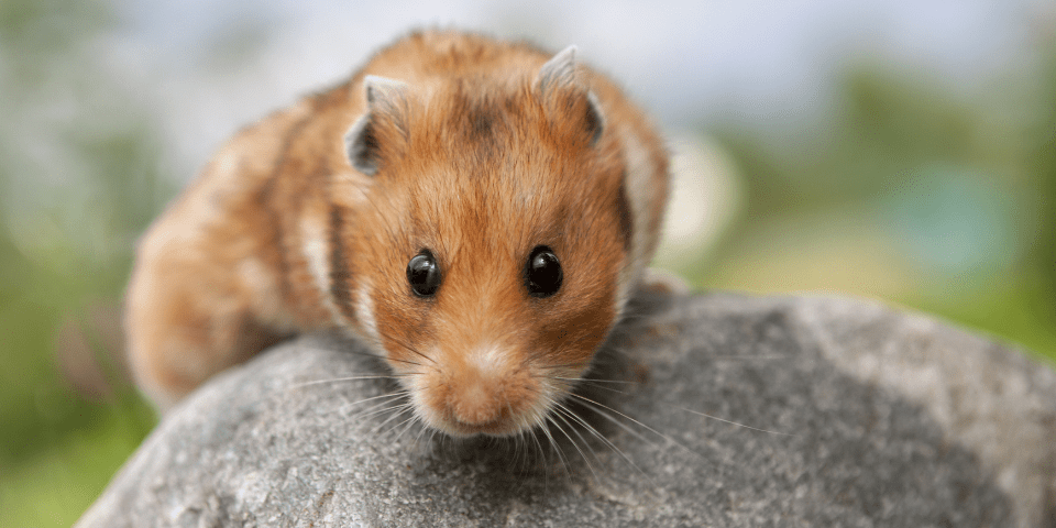 The Five Most Popular Hamster Breeds