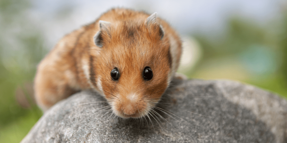 Banded Syrian Hamster » Pet Profile: Cage, Food, Lifespan