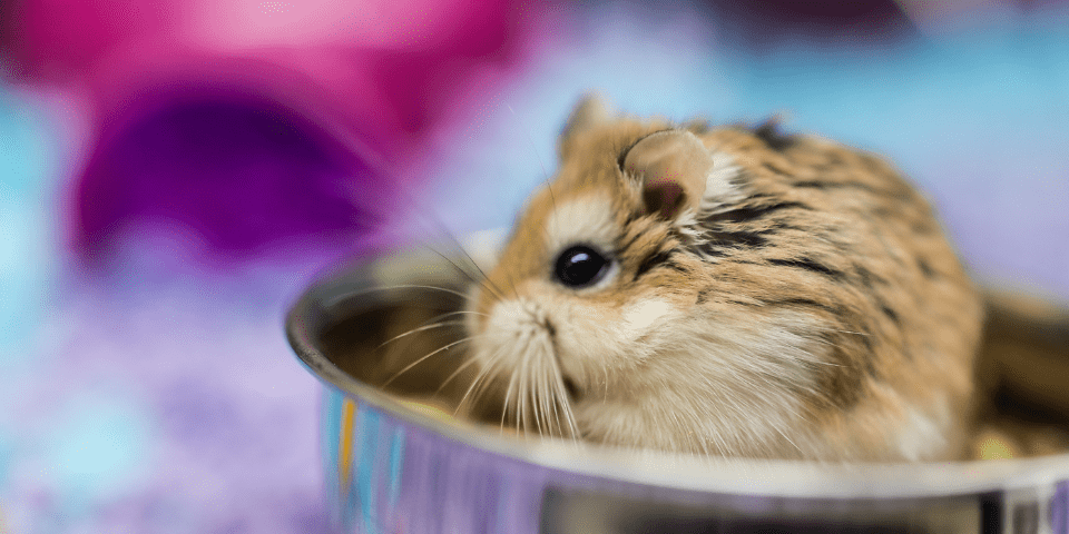 Roborovski Hamster