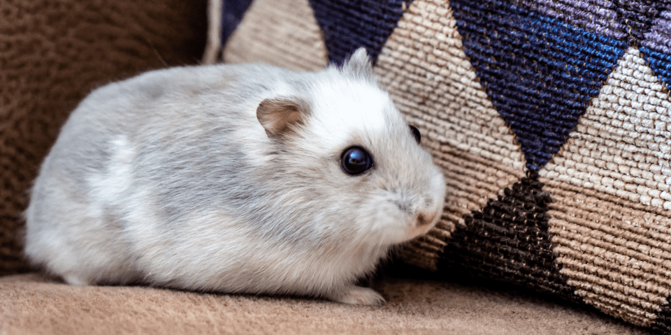 Winter White Dwarf Hamster