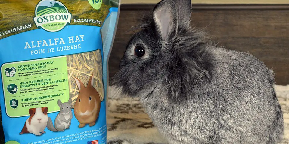 Rabbit sitting next to Oxbow Alfalfa Hay