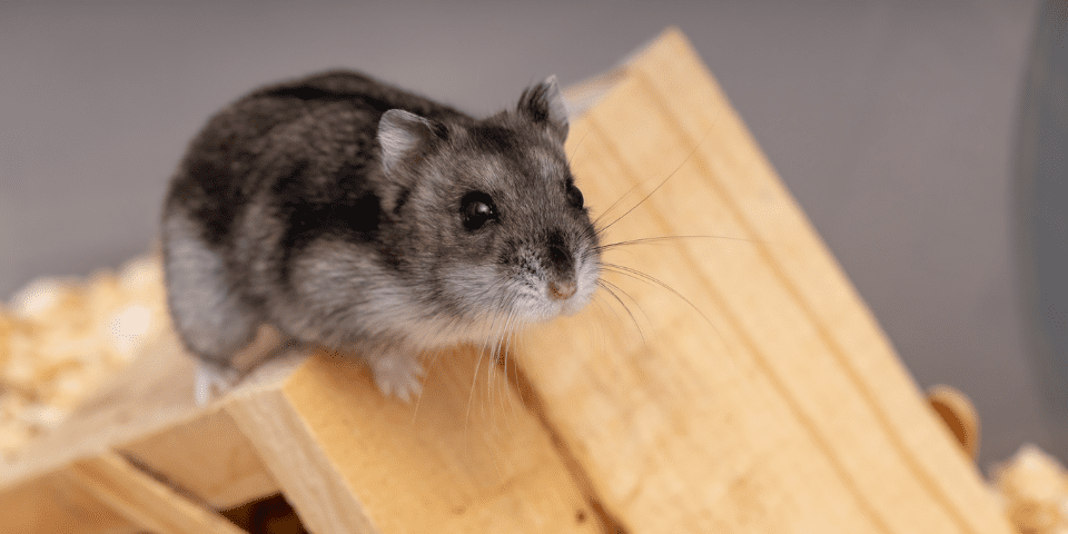 5 Types of Dwarf Hamster Breeds