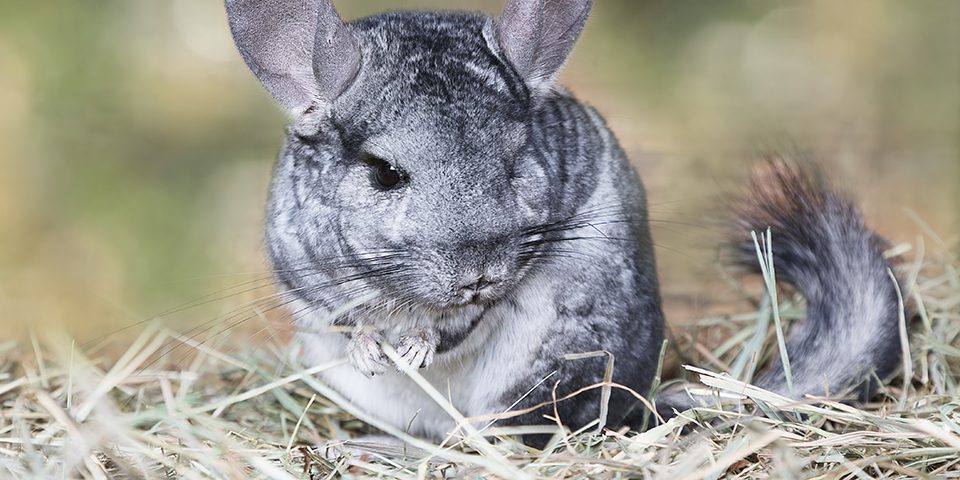 Gray chinchilla sitting on hay