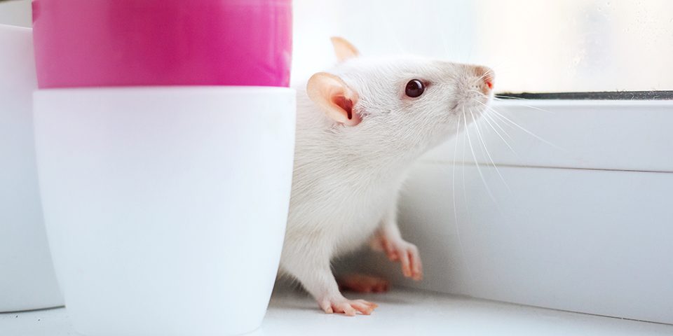 Pet rat looking out of window