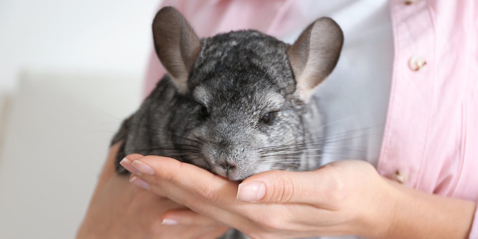 Chinchilla being held by pet parent