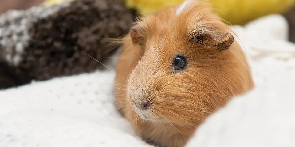 Brown guinea pig in a home setting