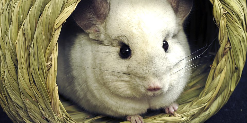 chinchilla hiding in a large timothy bungalow