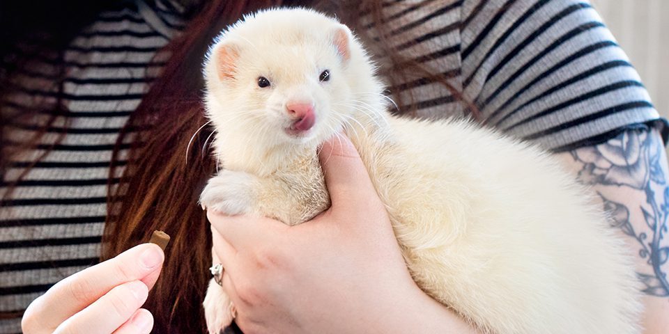 ferret being held by pet parent