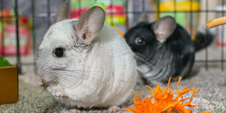 chinchillas in a play pen