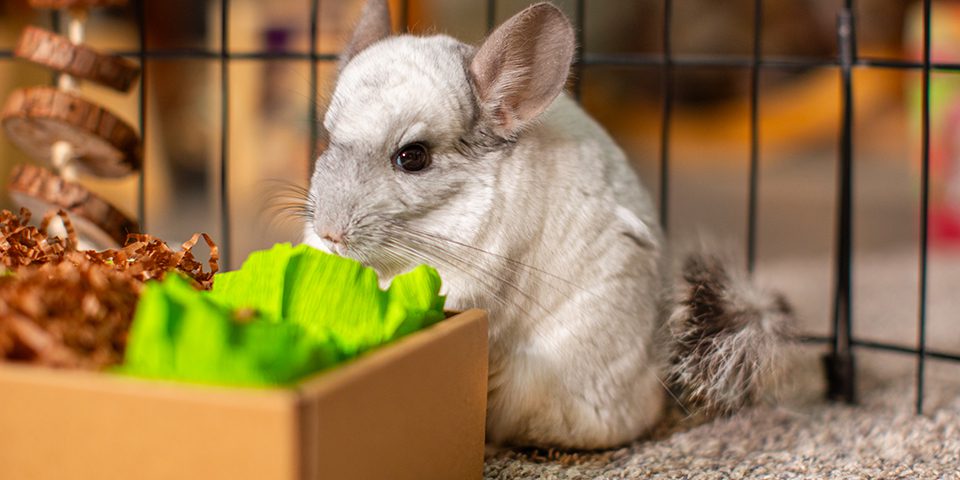 chinchilla playing in the garden dig box