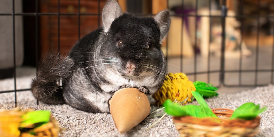 chinchilla playing with celebration party pack