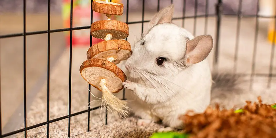 chinchilla playing with wood disk dangler