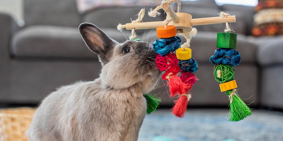 rabbit playing with a spin n chew