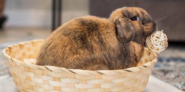 Top 10 Toys and Accessories for Rabbits