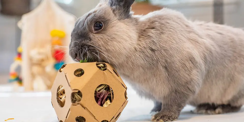 Top 10 Toys and Accessories for Rabbits