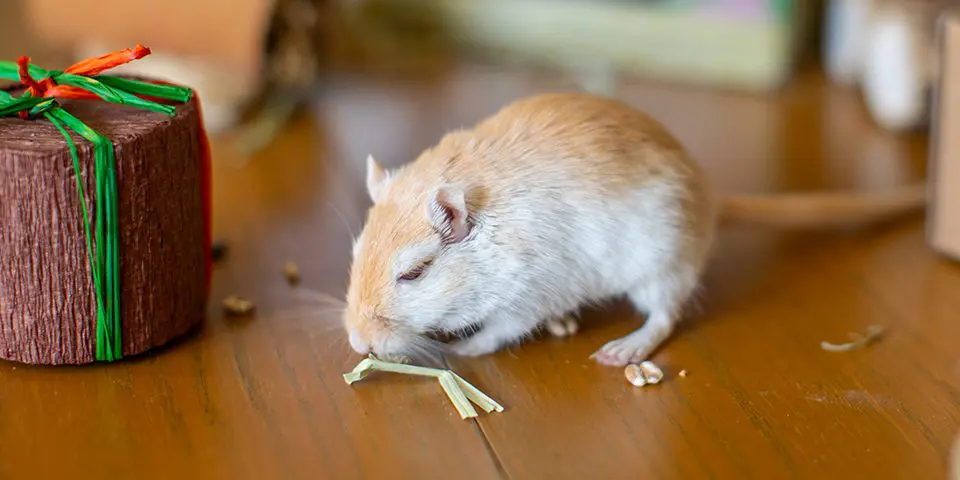 gerbil with celebration present