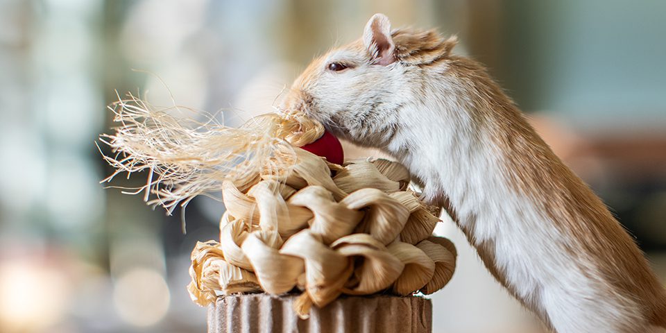 gerbil playing with celebration cupcake