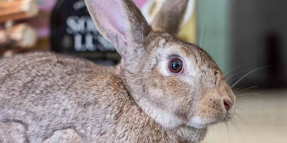 rabbit in a home setting