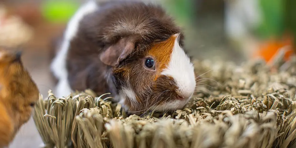 guinea pig with hide and seek mat