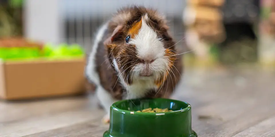 guinea pig eating from no-tip food bowl