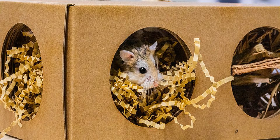 hamster in a burrow box
