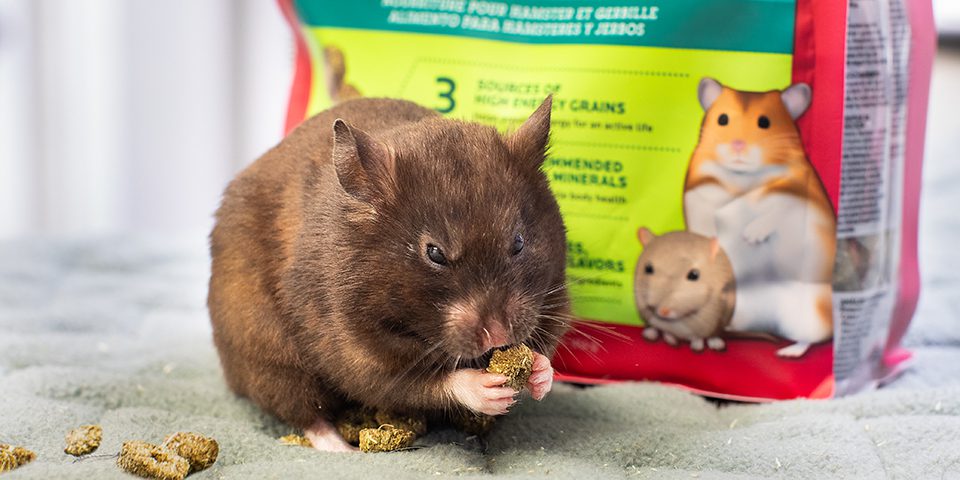 hamster eating essentials hamster and gerbil fortified food