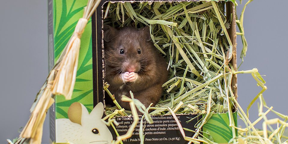 hamster in a prime cut hay hearty and crunchy box