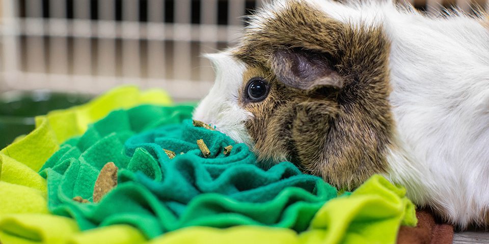 guinea pig using lettuce forage mat