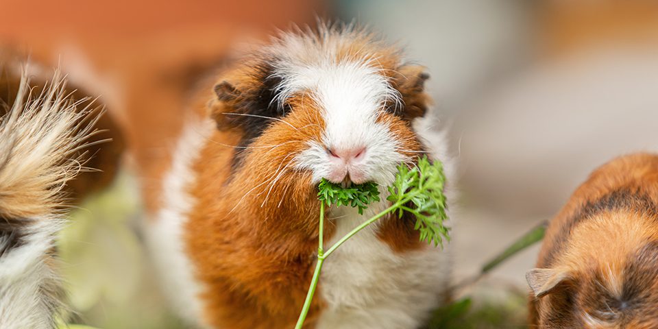 guinea pig eating parsley