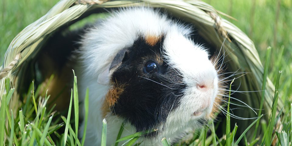 guinea pig in a timothy club tunnel