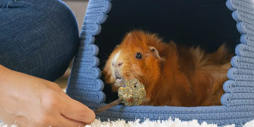 guinea pig in a woven hideout with timothy flowers