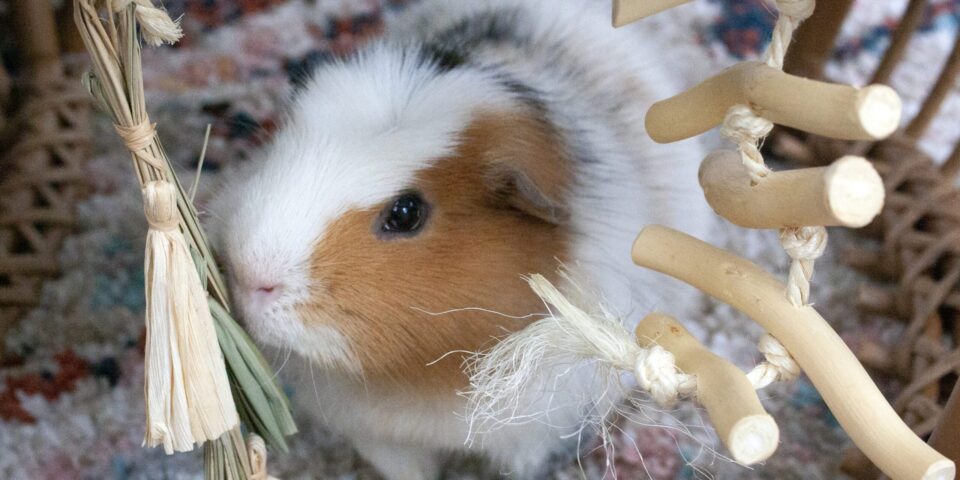 guinea pig with natural dangly party pack