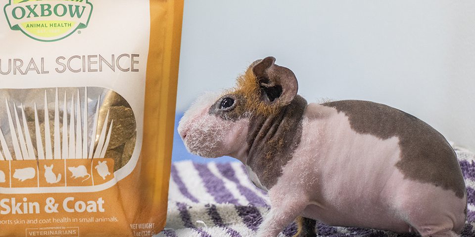 skinny pig next to skin and coat supplement