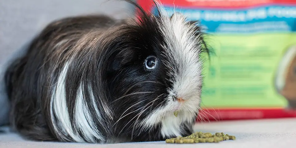 black and white guinea pig