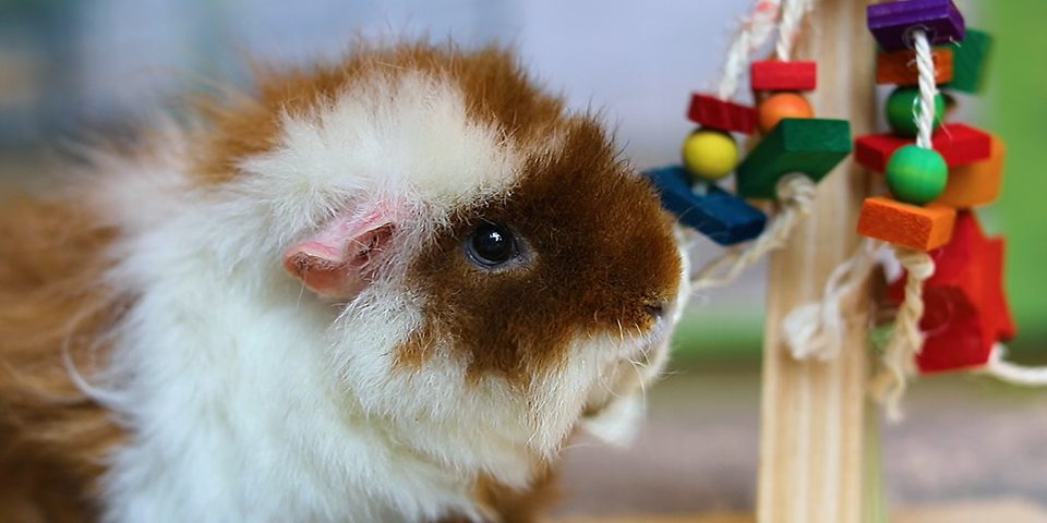 guinea pig with a play post