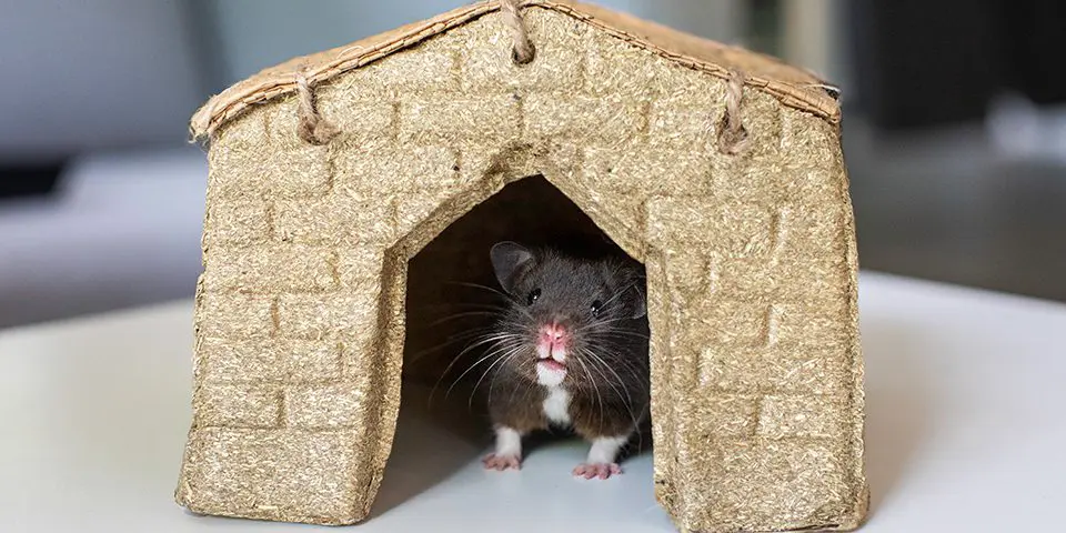 hamster in a timothy hut