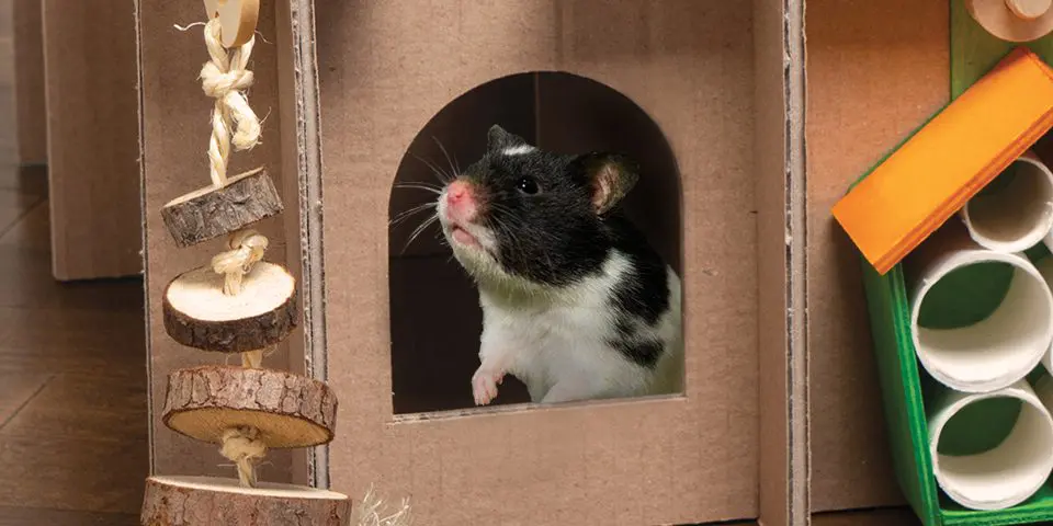 hamster in a customizable play place