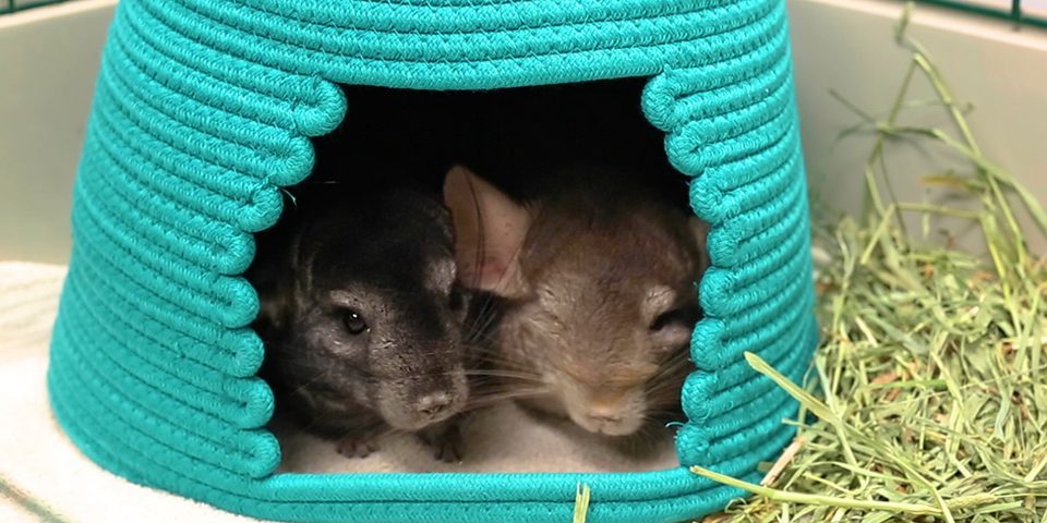 chinchillas hiding in a woven hideout