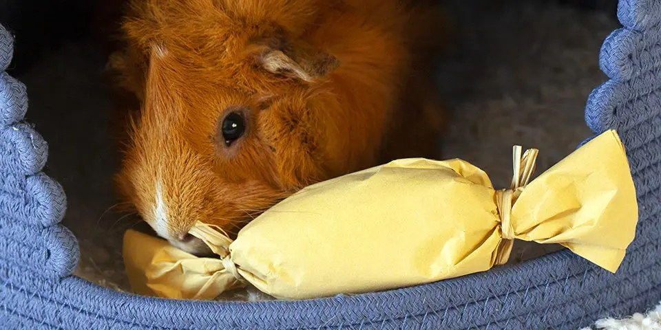 Guinea pig with a Timothy Surprise