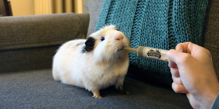 The Beginners Guide to Guinea Pig Care - Summer Guinea Pig Preventative Care