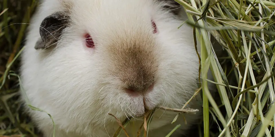 guinea pig eating hay
