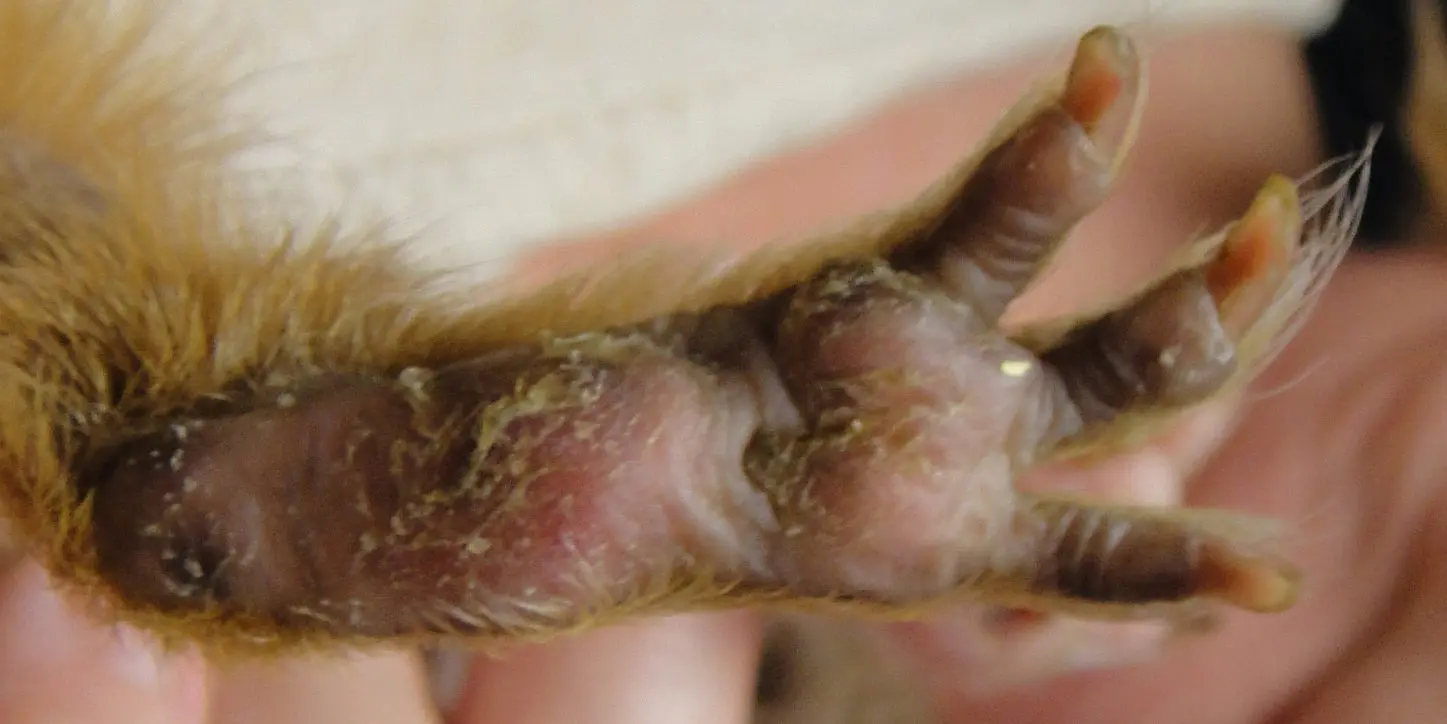 Example of mild bumblefoot in a guinea pig, marked by peeling skin and slight swelling