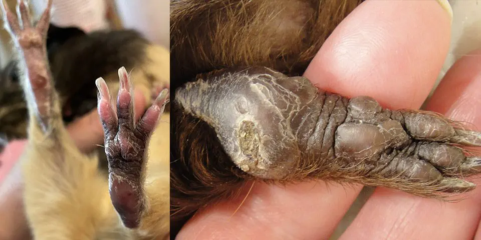 Example of bumblefoot in guinea pigs marked by cuts, swelling, scabs, and dry skin.