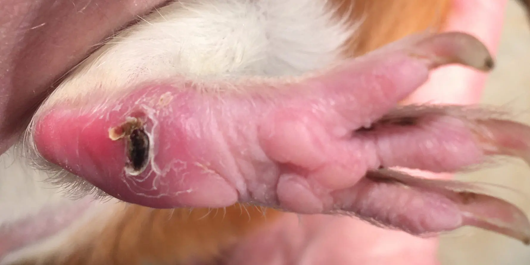 An example of moderate bumblefoot in a guinea pig, marked by scabbing, swelling, and irritation.