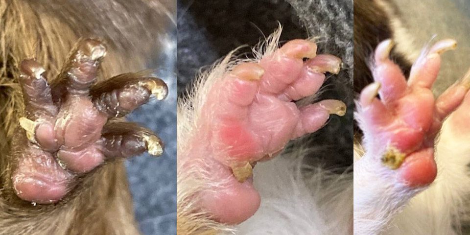 Example of guinea pig foot spurs marked by a callused flap of skin growing from the footpad.