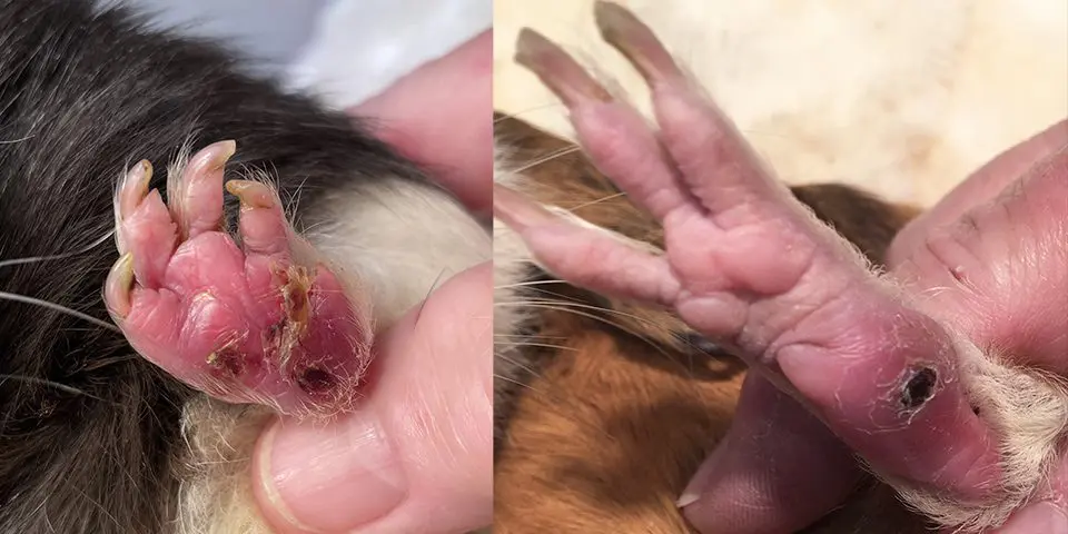 Example of bumblefoot in guinea pigs marked by redness, scabs, and swelling