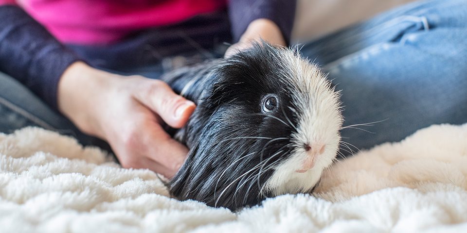 Guinea pig with pet parent in a home setting