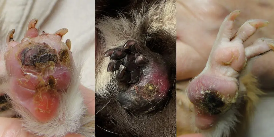 Examples of severe bumblefoot in guinea pigs, categorized by severe swelling and large scabby wounds.