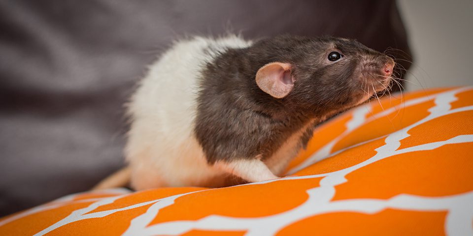Rat in a home setting