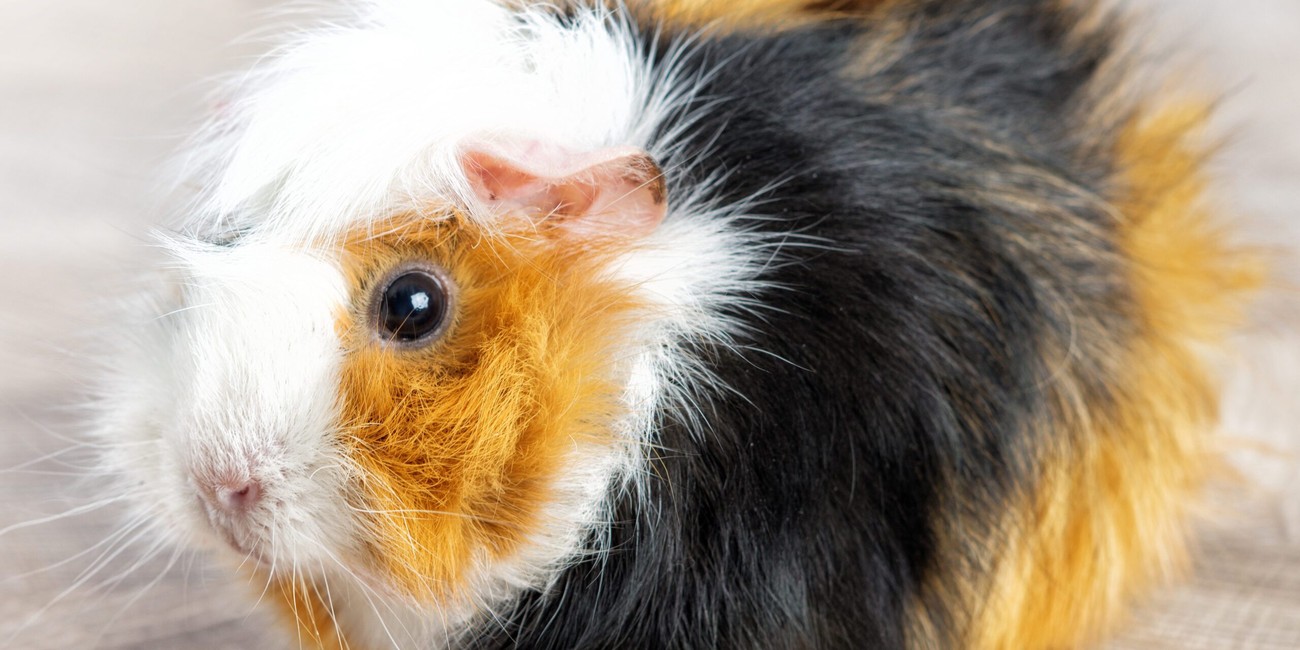 Young guinea pig in a home setting